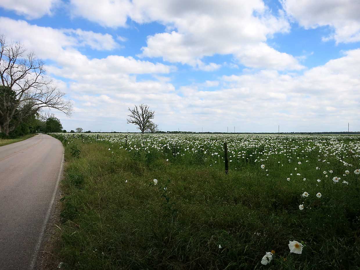 Katy/Fulshear Landscaping Services